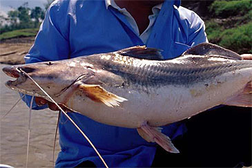 1981_Laulao Catfish_Brachyplatystoma vaillantii.jpg